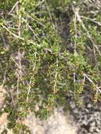 Image de Myrothamnus flabellifolius (Sond.) Welw.