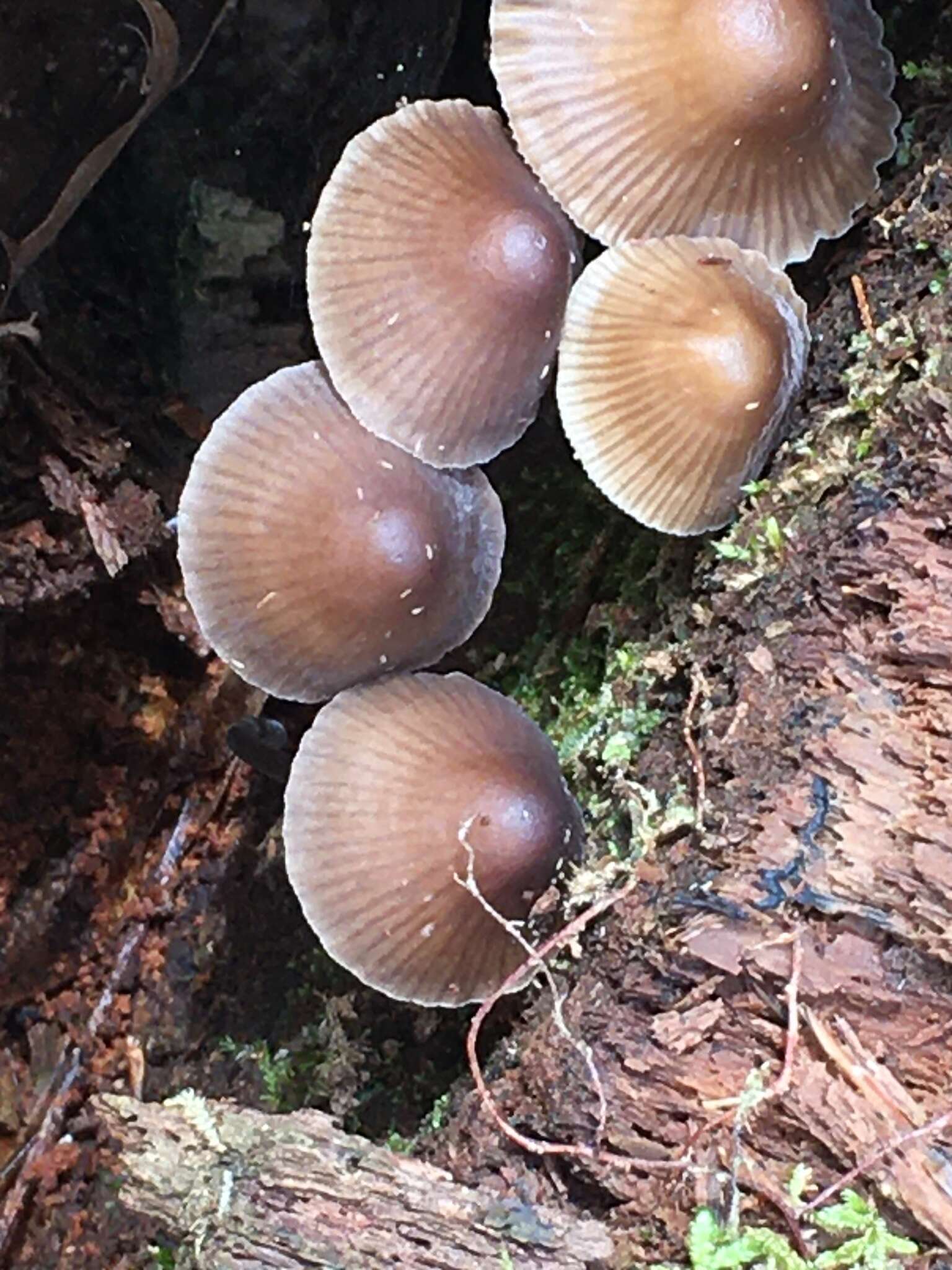 Image of Mycena silvae-nigrae Maas Geest. & Schwöbel 1987