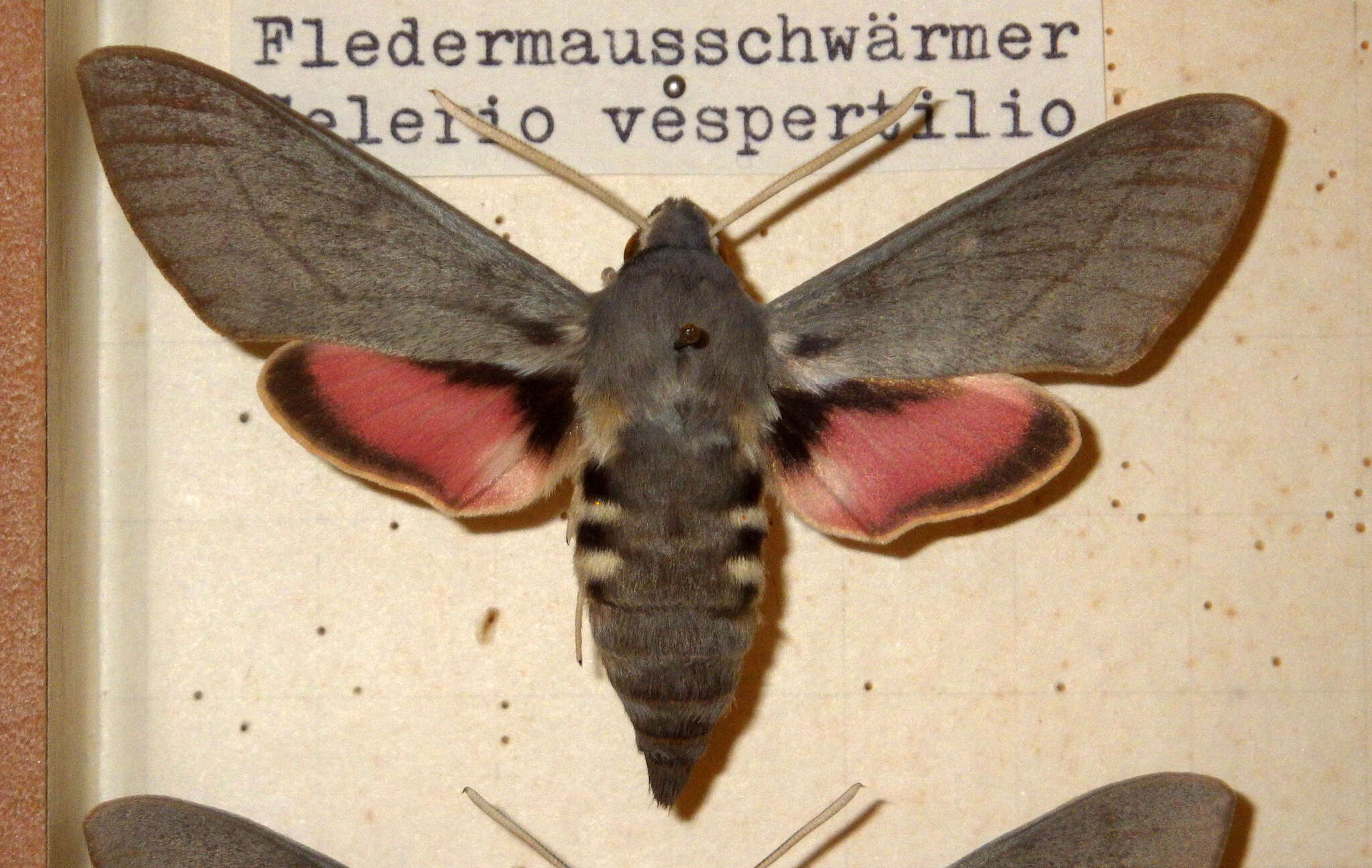 Image of dusky hawk-moth