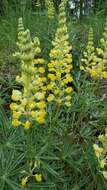 Image of sulphur lupine