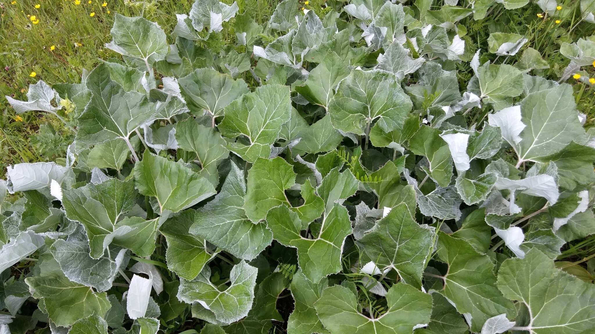 Image of Petasites paradoxus (Retz.) Baumg.