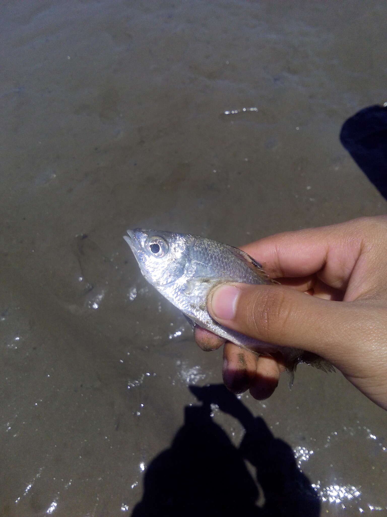 Sivun Eucinostomus currani Zahuranec 1980 kuva