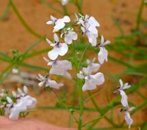 صورة Nemesia saccata E. Mey. ex Benth.