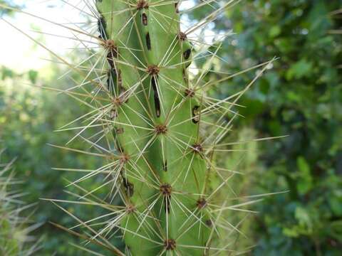 صورة Leptocereus arboreus Britton & Rose