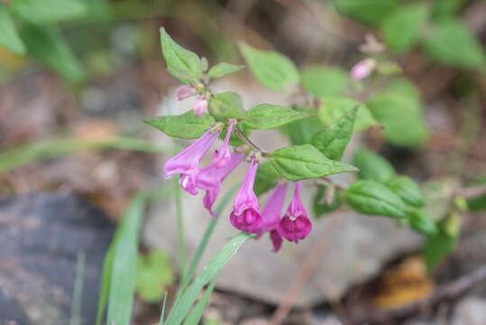 Image of Melampyrum klebelsbergianum Soó