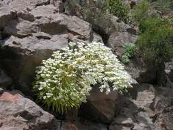 Imagem de Saxifraga longifolia Lapeyr.