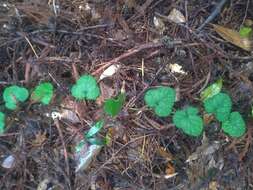 Image of Rubus pectinellus Maxim.