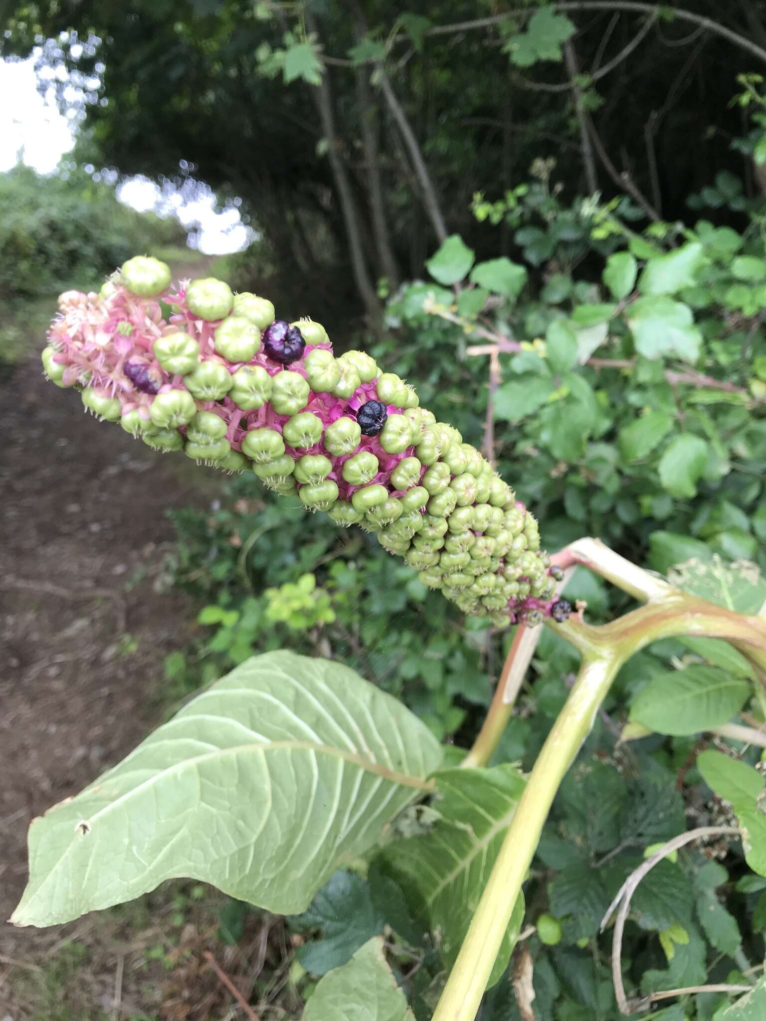 Image of Phytolacca polyandra Batalin