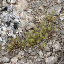 Image of Minuartia montana subsp. wiesneri (Stapf) Mc Neill