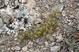 Image of Minuartia montana subsp. wiesneri (Stapf) Mc Neill