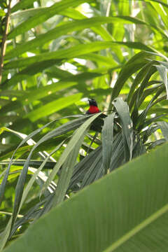 Image of Blue-billed Malimbe