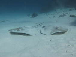 Image of Jenkins' Whipray