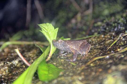 Image de Megophrys brachykolos Inger & Romer 1961