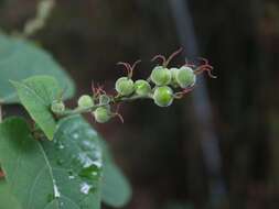 صورة Alchornea liukiuensis Hayata