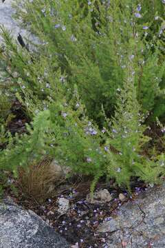 Image of Prostanthera teretifolia Maiden & Betche