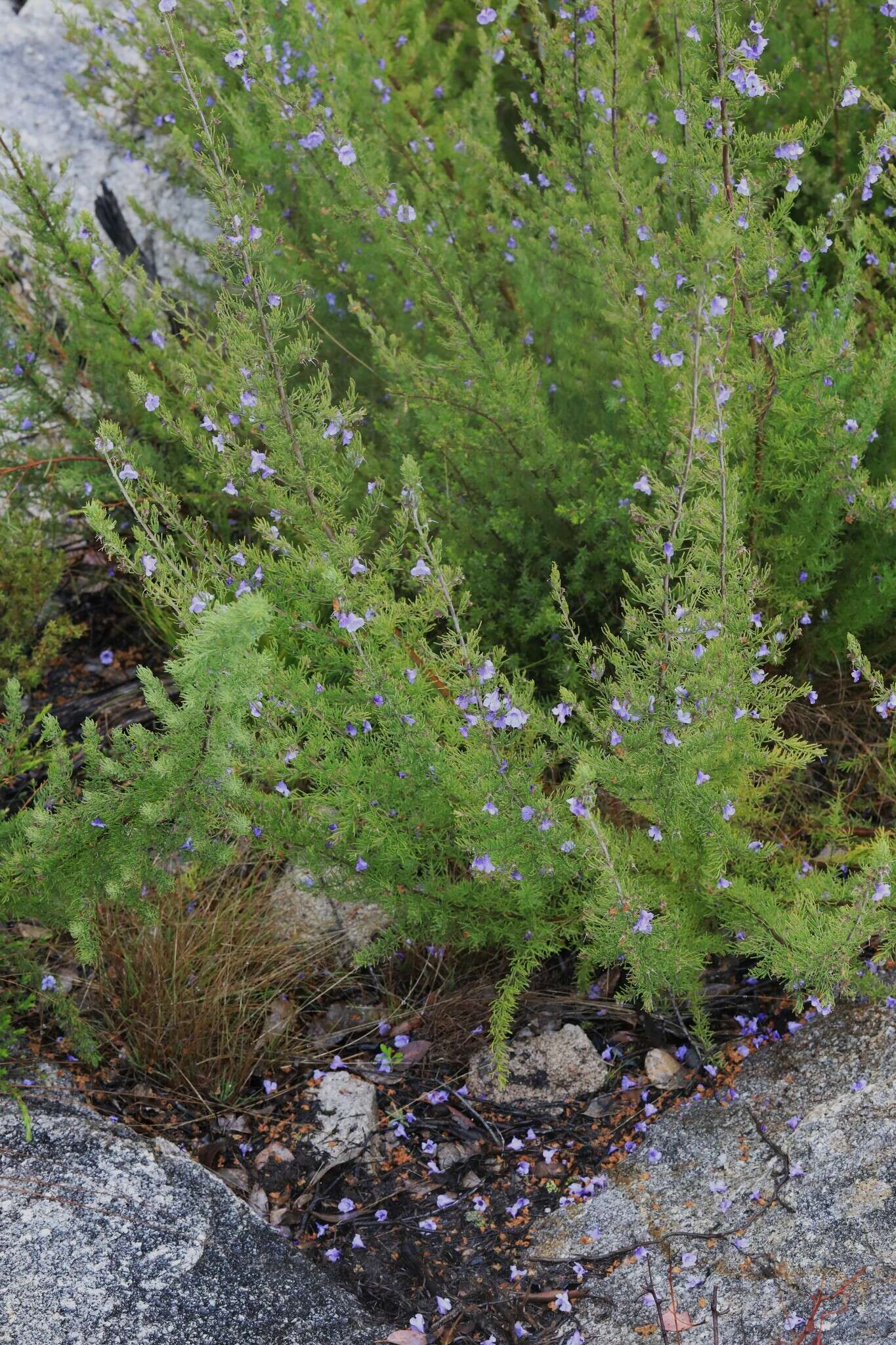 Image of Turpentine Mint-bush