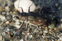 Image of Cicindela (Calomera) littoralis Fabricius 1787