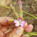 Image of Dianthus sylvestris subsp. aristidis (Batt.) Greuter & Burdet