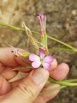 Image of Dianthus sylvestris subsp. aristidis (Batt.) Greuter & Burdet