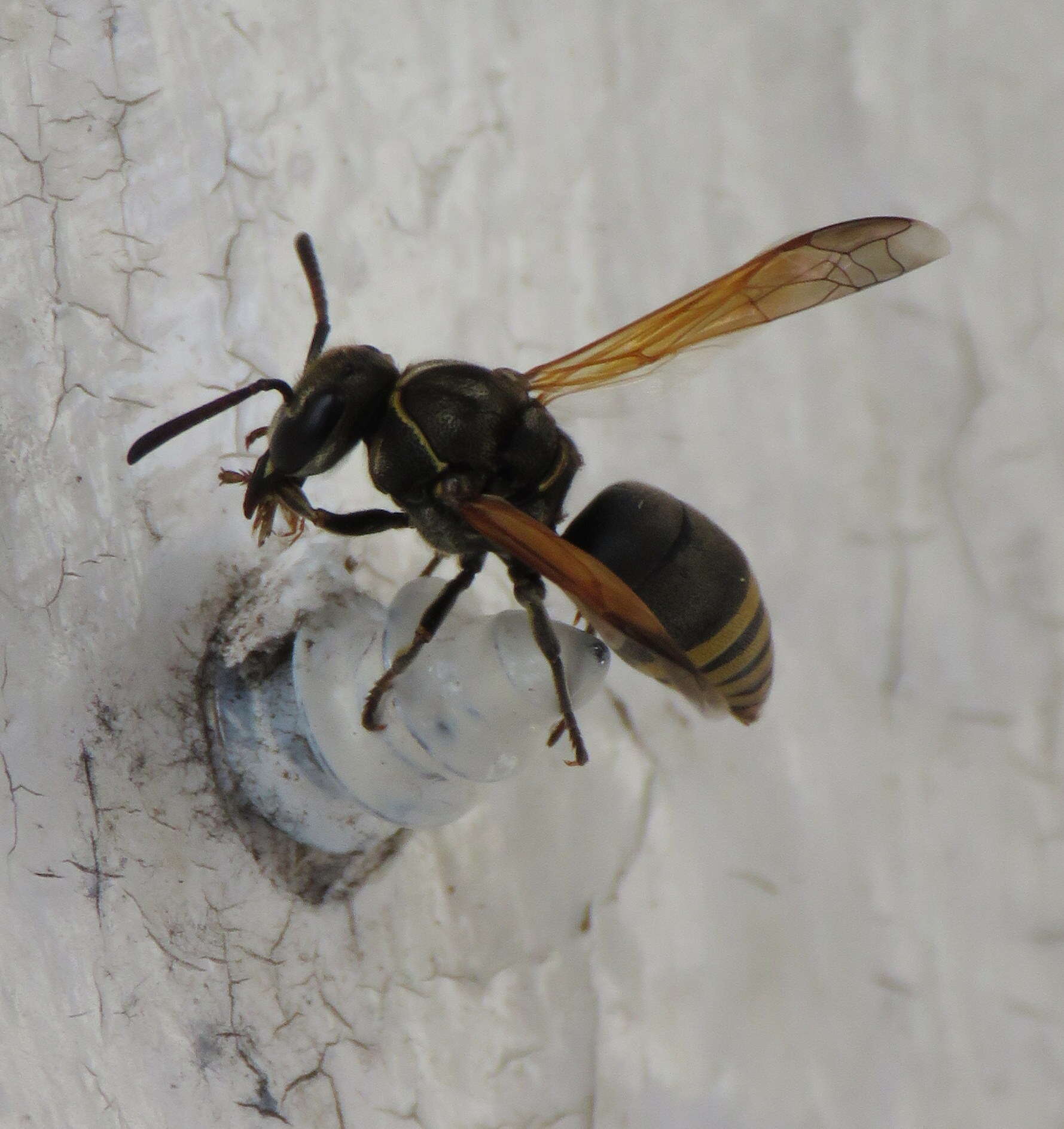 Image of Keyhole Wasp