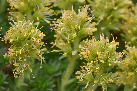 Image of Saxifraga juniperifolia Adams