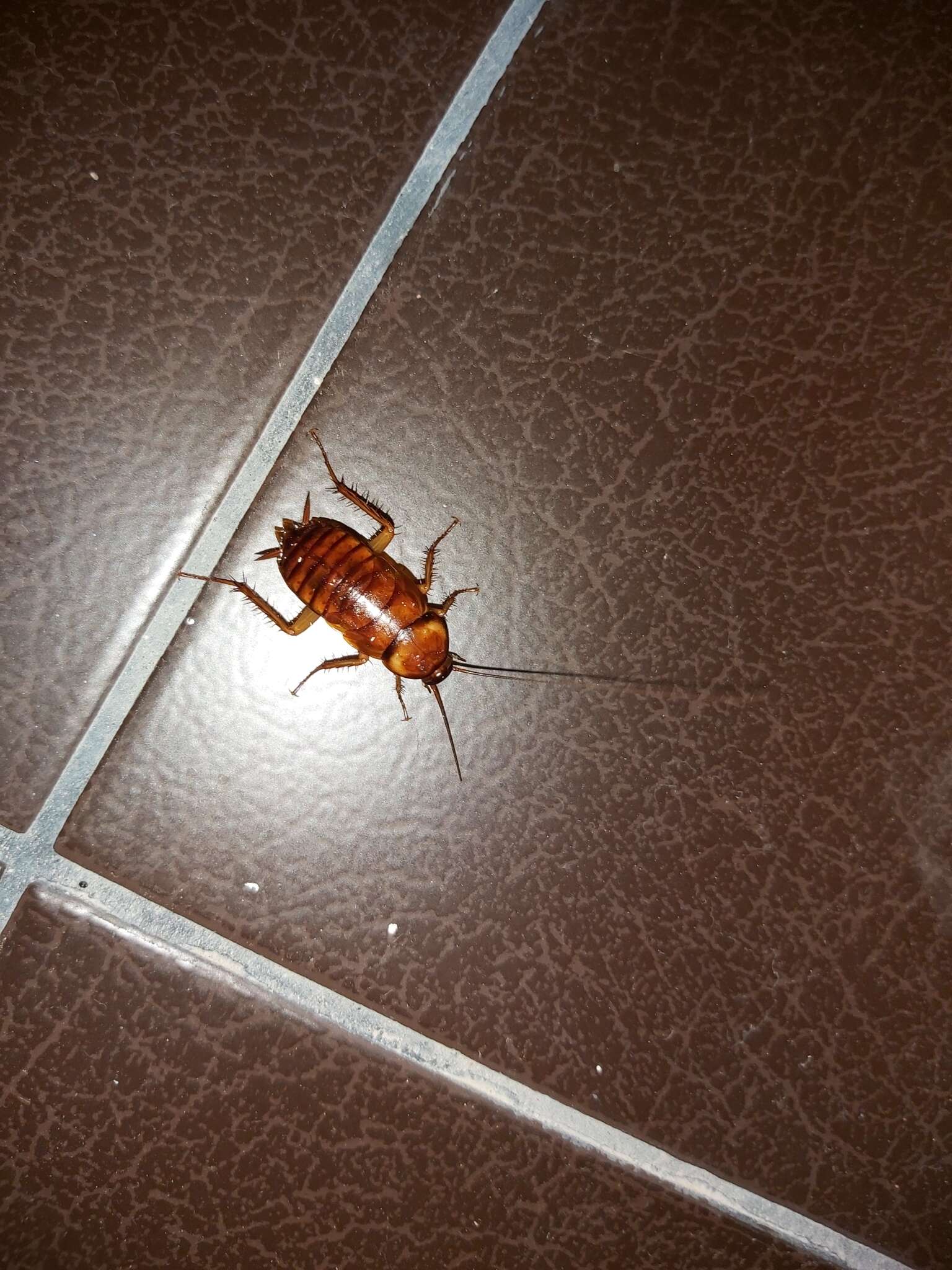 Image of Large Brown Cockroach