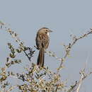 Imagem de Rhopophilus pekinensis (Swinhoe 1868)