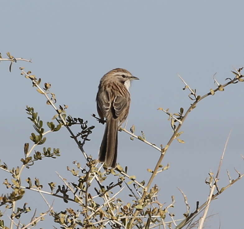 Image of Rhopophilus Giglioli & Salvadori 1870