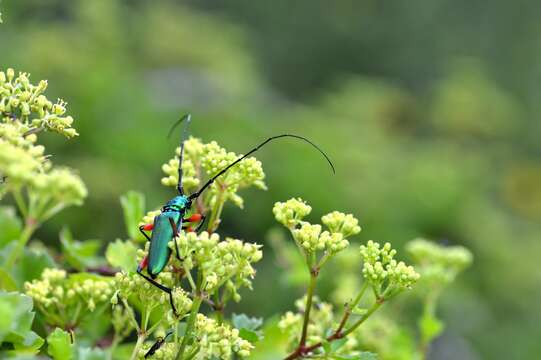 Plinthocoelium suaveolens (Linné 1768)的圖片