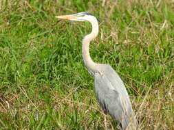 Image of Ardea herodias wardi Ridgway 1882