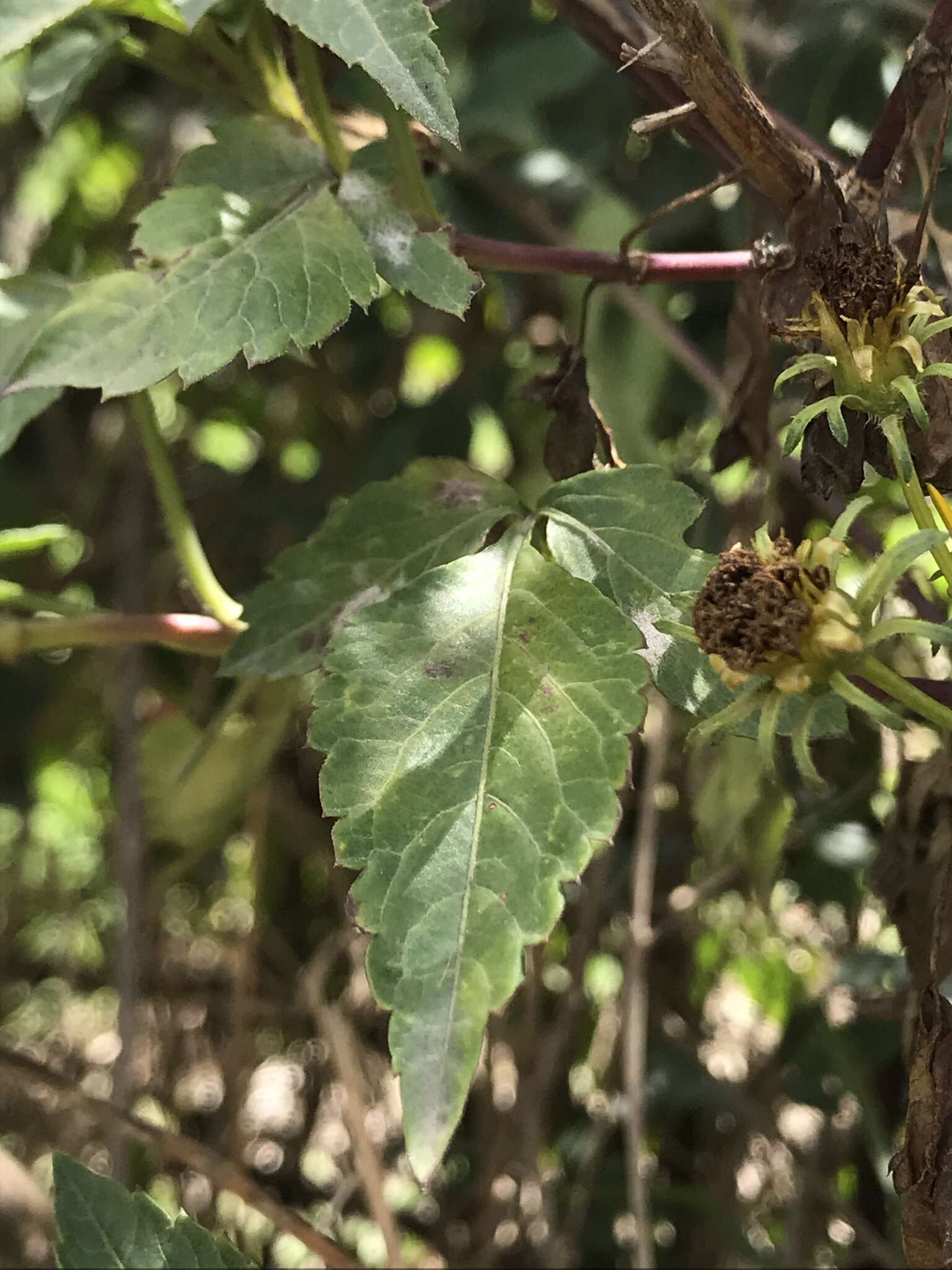 Image of Bidens rubifolia Kunth