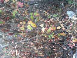 Image of Pacific poison oak