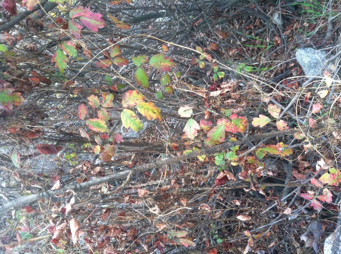 Image of Pacific poison oak