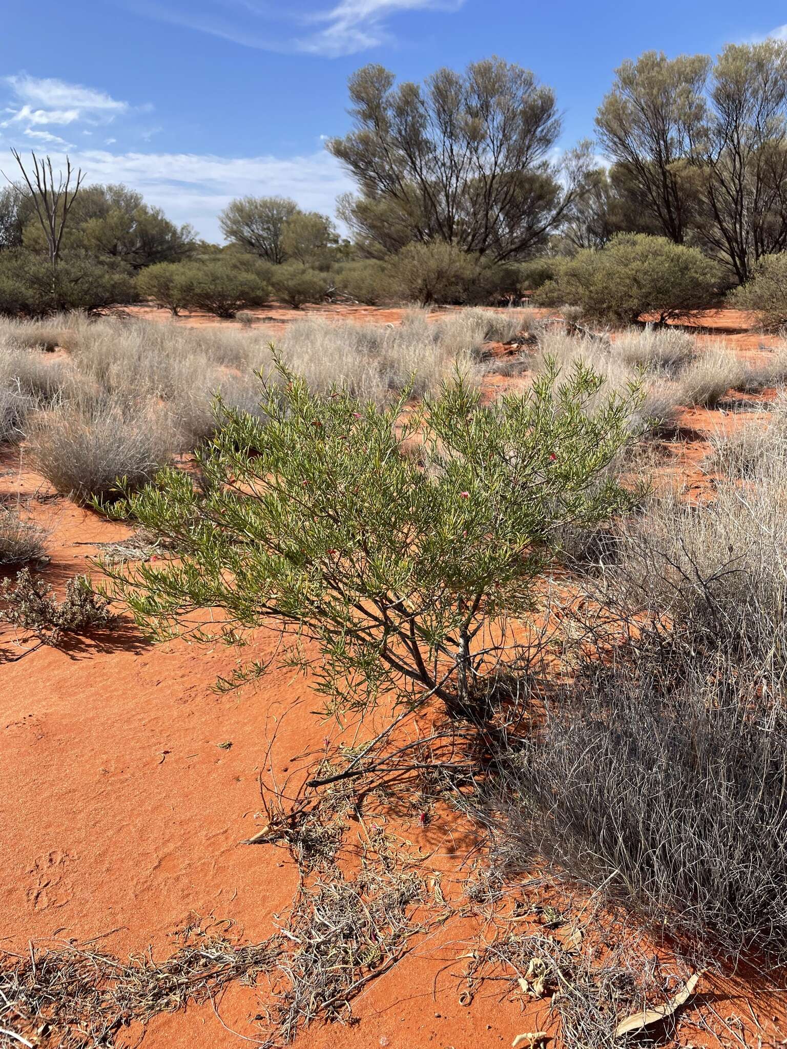 Image of Eremophila latrobei subsp. glabra (L. S. Smith) R. J. Chinnock