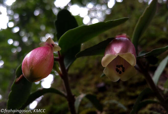 Kalanchoe porphyrocalyx (Bak.) Baill. resmi