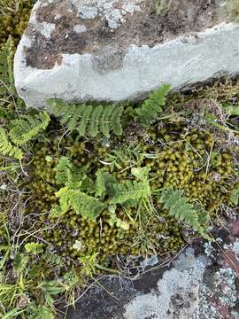 Image of Anemia tomentosa (Sav.) Sw.