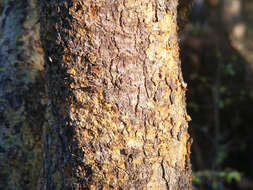 Image of Glossy-leaved corkwood