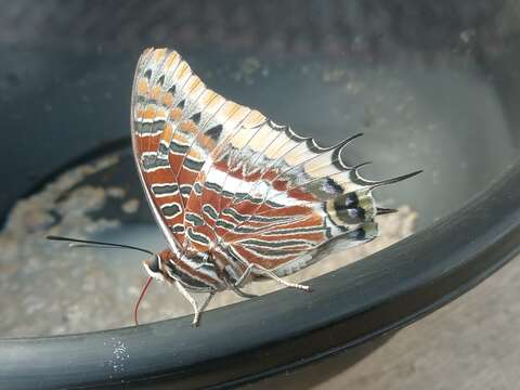 Charaxes epijasius Reiche 1849的圖片