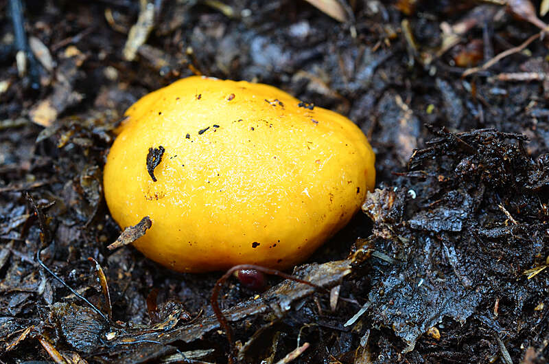 Image of Cortinarius peraurantiacus Peintner & M. M. Moser 2002