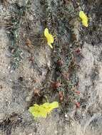 Image of Oenothera drummondii subsp. thalassaphila (Brandegee) W. Dietrich & W. L. Wagner