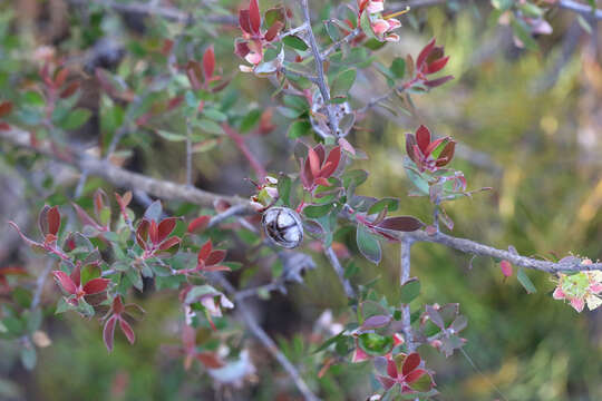 Image of Leptospermum macrocarpum (Maiden & Betche) J. Thompson