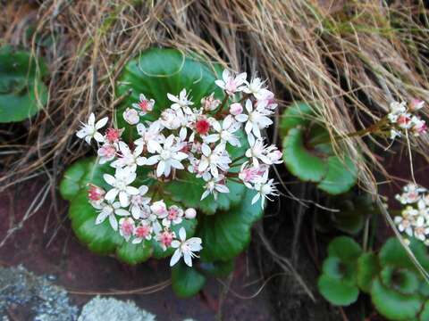 Image of Crassula capensis (L.) Baill.