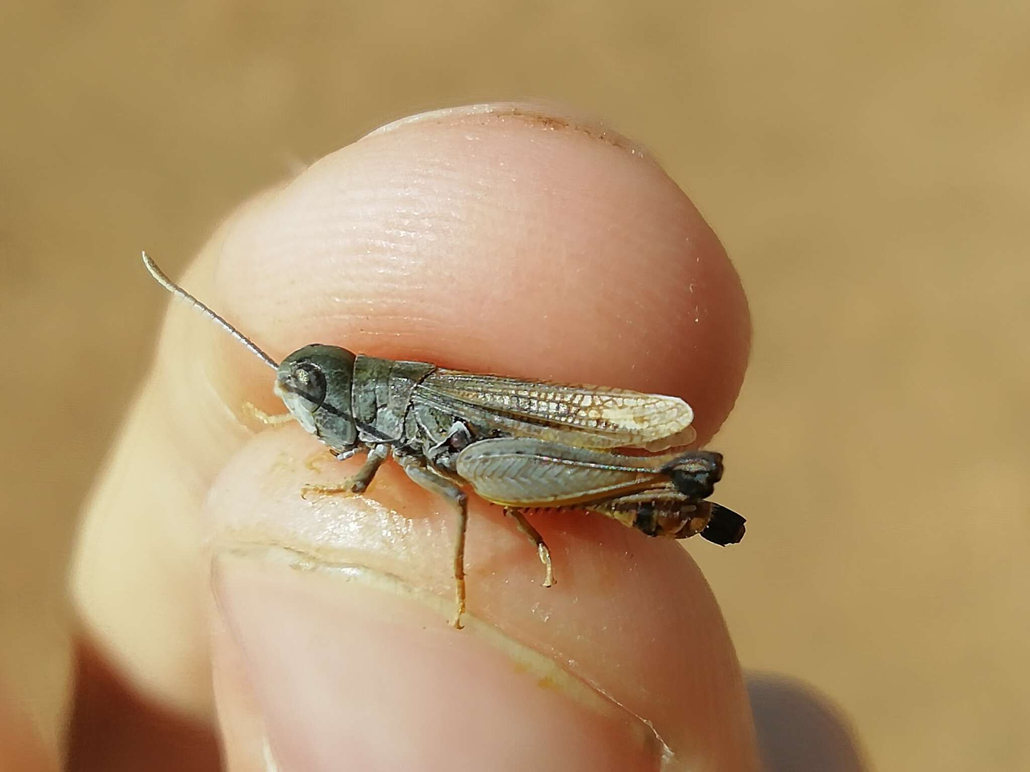 Plancia ëd Myrmeleotettix pallidus (Brunner von Wattenwyl 1882)