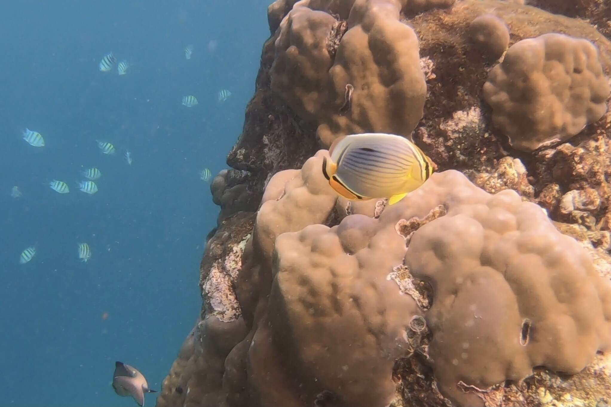 Image of Lineated Butterflyfish