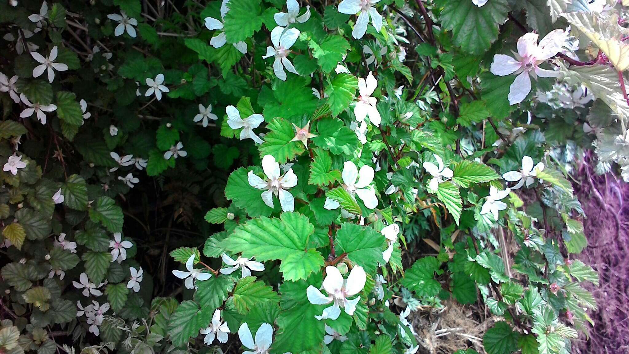 Image of Rubus microphyllus L. fil.