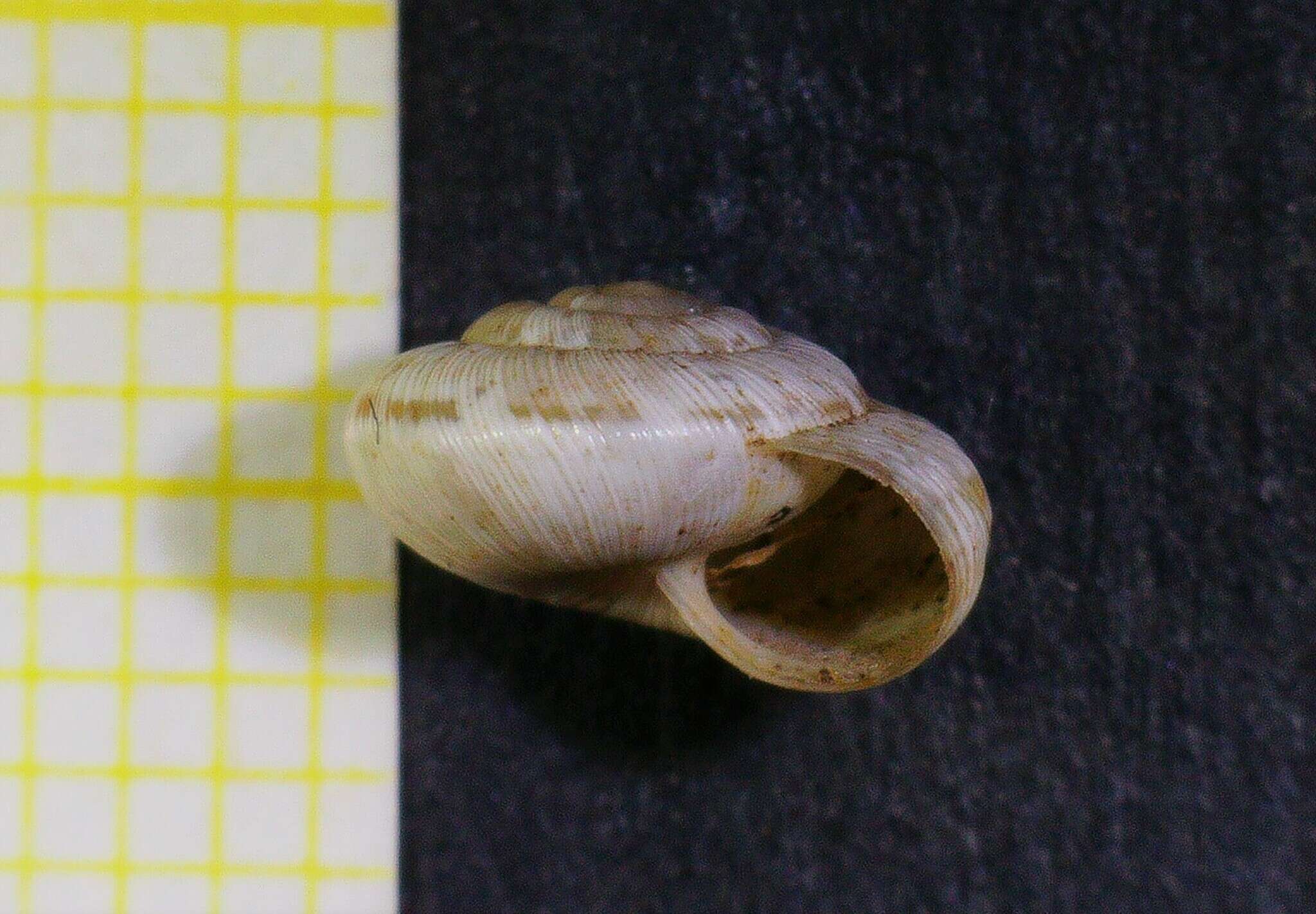 Image of <i>Candidula rhabdotoides</i>