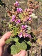 Image of Lippia rotundifolia Cham.