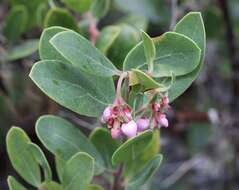 Image of manzanita