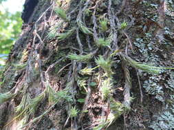 Image of Tillandsia tricholepis Baker