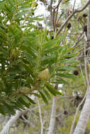 Image of Leucadendron coniferum (Thunb.) Meissn.